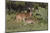 White-tailed Deer (Odocoileus virginianus) young nursing from mother-Larry Ditto-Mounted Photographic Print