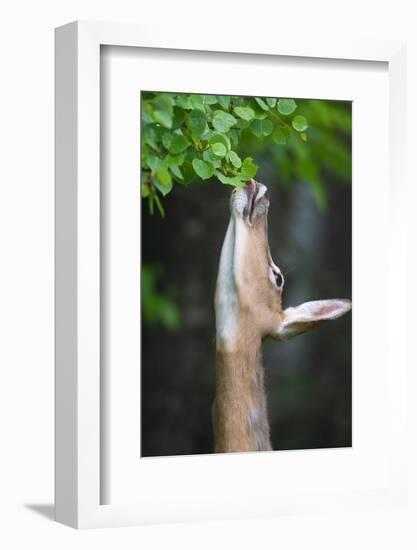 White-tailed deer reaching up to feed on leaves, USA-George Sanker-Framed Photographic Print