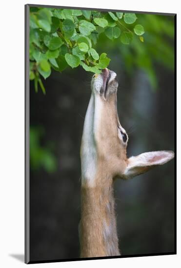 White-tailed deer reaching up to feed on leaves, USA-George Sanker-Mounted Photographic Print