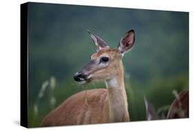 White-Tailed Deer, Skyline Drive, Shenandoah National Park, Virginia-Paul Souders-Stretched Canvas