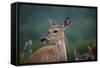 White-Tailed Deer, Skyline Drive, Shenandoah National Park, Virginia-Paul Souders-Framed Stretched Canvas