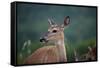 White-Tailed Deer, Skyline Drive, Shenandoah National Park, Virginia-Paul Souders-Framed Stretched Canvas