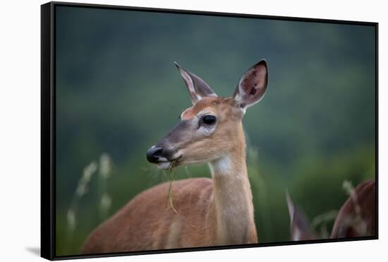 White-Tailed Deer, Skyline Drive, Shenandoah National Park, Virginia-Paul Souders-Framed Stretched Canvas