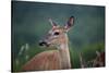 White-Tailed Deer, Skyline Drive, Shenandoah National Park, Virginia-Paul Souders-Stretched Canvas