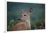 White-Tailed Deer, Skyline Drive, Shenandoah National Park, Virginia-Paul Souders-Framed Photographic Print