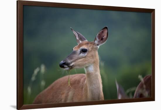 White-Tailed Deer, Skyline Drive, Shenandoah National Park, Virginia-Paul Souders-Framed Photographic Print