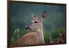 White-Tailed Deer, Skyline Drive, Shenandoah National Park, Virginia-Paul Souders-Framed Photographic Print