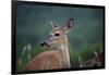 White-Tailed Deer, Skyline Drive, Shenandoah National Park, Virginia-Paul Souders-Framed Photographic Print