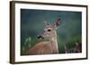 White-Tailed Deer, Skyline Drive, Shenandoah National Park, Virginia-Paul Souders-Framed Photographic Print