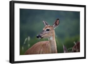 White-Tailed Deer, Skyline Drive, Shenandoah National Park, Virginia-Paul Souders-Framed Photographic Print