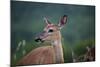 White-Tailed Deer, Skyline Drive, Shenandoah National Park, Virginia-Paul Souders-Mounted Photographic Print