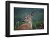 White-Tailed Deer, Skyline Drive, Shenandoah National Park, Virginia-Paul Souders-Framed Photographic Print