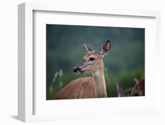 White-Tailed Deer, Skyline Drive, Shenandoah National Park, Virginia-Paul Souders-Framed Photographic Print