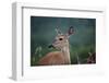 White-Tailed Deer, Skyline Drive, Shenandoah National Park, Virginia-Paul Souders-Framed Photographic Print