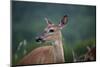 White-Tailed Deer, Skyline Drive, Shenandoah National Park, Virginia-Paul Souders-Mounted Photographic Print