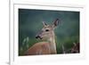 White-Tailed Deer, Skyline Drive, Shenandoah National Park, Virginia-Paul Souders-Framed Photographic Print