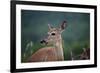 White-Tailed Deer, Skyline Drive, Shenandoah National Park, Virginia-Paul Souders-Framed Photographic Print