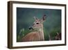 White-Tailed Deer, Skyline Drive, Shenandoah National Park, Virginia-Paul Souders-Framed Photographic Print