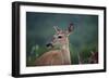 White-Tailed Deer, Skyline Drive, Shenandoah National Park, Virginia-Paul Souders-Framed Photographic Print