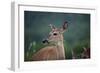 White-Tailed Deer, Skyline Drive, Shenandoah National Park, Virginia-Paul Souders-Framed Photographic Print