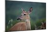 White-Tailed Deer, Skyline Drive, Shenandoah National Park, Virginia-Paul Souders-Mounted Photographic Print