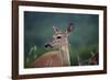 White-Tailed Deer, Skyline Drive, Shenandoah National Park, Virginia-Paul Souders-Framed Photographic Print