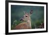 White-Tailed Deer, Skyline Drive, Shenandoah National Park, Virginia-Paul Souders-Framed Photographic Print