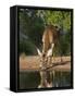 White-Tailed Deer, Texas, USA-Larry Ditto-Framed Stretched Canvas