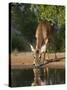White-Tailed Deer, Texas, USA-Larry Ditto-Stretched Canvas