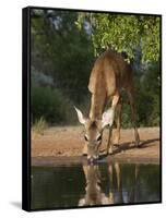 White-Tailed Deer, Texas, USA-Larry Ditto-Framed Stretched Canvas