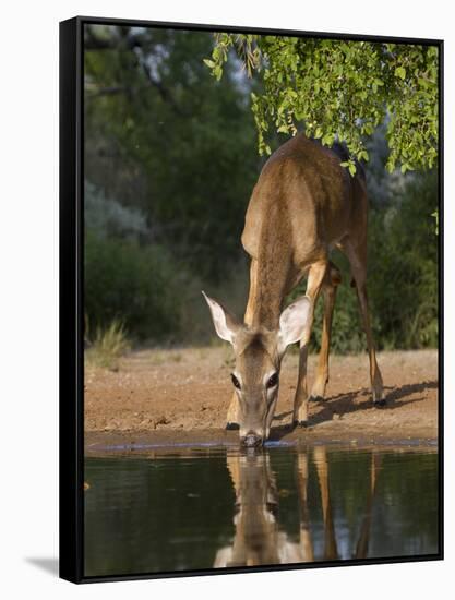 White-Tailed Deer, Texas, USA-Larry Ditto-Framed Stretched Canvas