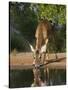 White-Tailed Deer, Texas, USA-Larry Ditto-Stretched Canvas