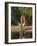 White-Tailed Deer, Texas, USA-Larry Ditto-Framed Photographic Print