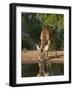 White-Tailed Deer, Texas, USA-Larry Ditto-Framed Photographic Print