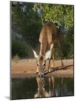 White-Tailed Deer, Texas, USA-Larry Ditto-Mounted Photographic Print