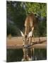 White-Tailed Deer, Texas, USA-Larry Ditto-Mounted Photographic Print