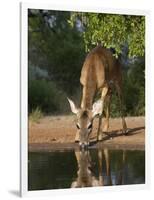 White-Tailed Deer, Texas, USA-Larry Ditto-Framed Photographic Print