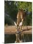 White-Tailed Deer, Texas, USA-Larry Ditto-Mounted Photographic Print