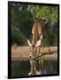 White-Tailed Deer, Texas, USA-Larry Ditto-Framed Photographic Print