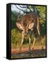 White-Tailed Deer, Texas, USA-Larry Ditto-Framed Stretched Canvas