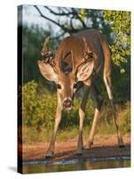 White-Tailed Deer, Texas, USA-Larry Ditto-Stretched Canvas