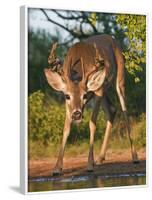 White-Tailed Deer, Texas, USA-Larry Ditto-Framed Photographic Print