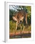 White-Tailed Deer, Texas, USA-Larry Ditto-Framed Photographic Print