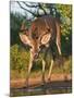 White-Tailed Deer, Texas, USA-Larry Ditto-Mounted Photographic Print