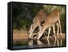 White-Tailed Deer, Texas, USA-Larry Ditto-Framed Stretched Canvas