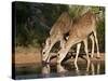 White-Tailed Deer, Texas, USA-Larry Ditto-Stretched Canvas