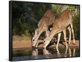 White-Tailed Deer, Texas, USA-Larry Ditto-Framed Photographic Print