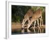 White-Tailed Deer, Texas, USA-Larry Ditto-Framed Photographic Print