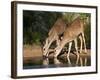 White-Tailed Deer, Texas, USA-Larry Ditto-Framed Photographic Print