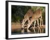 White-Tailed Deer, Texas, USA-Larry Ditto-Framed Photographic Print